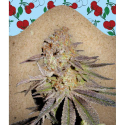 Cherry Pie - Female Seeds