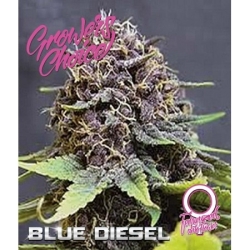 Blue Diesel Auto - Growers Choice