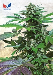 Blue Rhino - Positronics Seeds