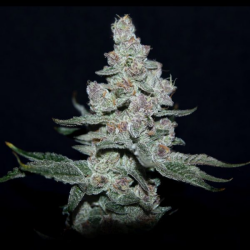 Fire’n Ice - Elev8 Seeds