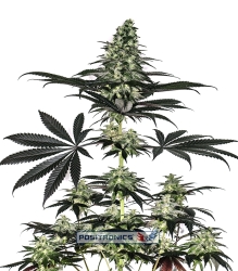 CBD+ Caramelice Express - Positronics Seeds