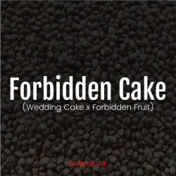 Forbidden Cake - Elev8 seeds