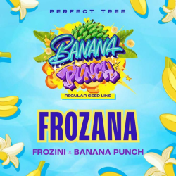 Frozana regulär - Perfect Tree Seeds