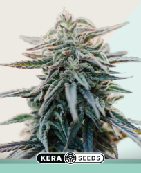 Medical White Widow - Kera Seeds