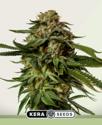 NLX Diamond Autoflower - Kera Seeds