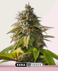 OG Kush - Kera Seeds