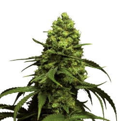 Monsterbud Auto - Growers Choice