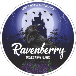 Ravenberry Auto - Mephisto Genetics