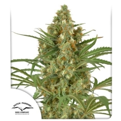 Snow Bud - Dutch Passion