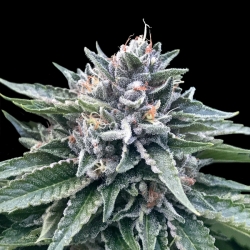 Sorbet #4 - DNA Genetics