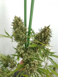 Strawberry Diesel - Lineage Genetics