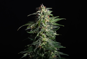 Swiss Dream Auto CBD - Kannabia Seeds