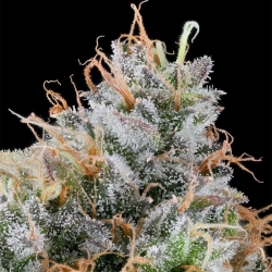 Ultraviolet Sherb - Grounded Genetics