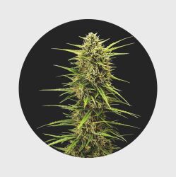 Legendary Cali Genetics Seeds Rainbow Apples 25% THC - full season