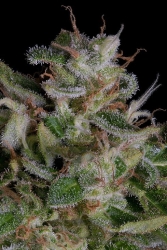 Alien Gorilla - Big Head Seeds