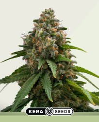 Amnesia Auto - Kera Seeds