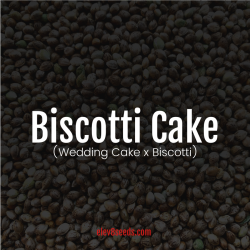 Biscotti Cake - Elev8 seeds