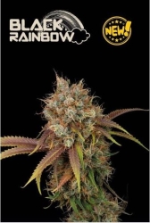 Black Rainbow - Seedstockers