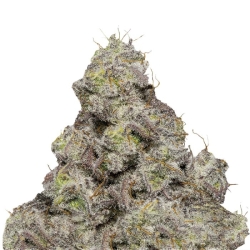 Blue Forest Berry Auto - Growers Choice