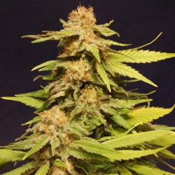 Big Bull - Kannabia Seeds