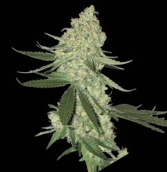 Big Stilton Auto - Big Head Seeds