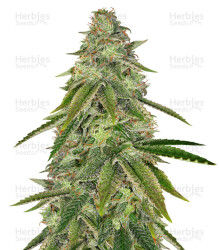 Girl Scout Cookies (Big Head Seeds) Cannabis-Samen