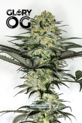 Glory OG - Positronics Seeds