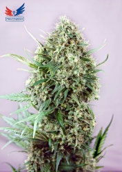 Jack Diesel Sativa - Positronics Seeds