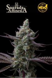 Sagrada Amnesia - Seedstockers