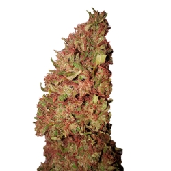 Strawberry (0,4/15) - CBD+ Buds
