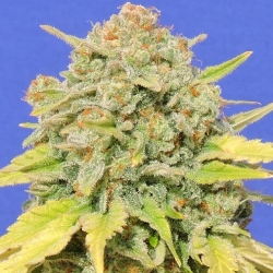 Zkittlez - Original Sensible seeds