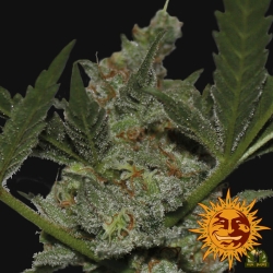 Acapulco Gold - Barney’s Farm