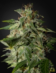 Afgooey - Strain Hunter