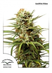 Auto White Widow - Dutch Passion