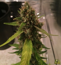 CBD 3D Reg. - CBD Crew