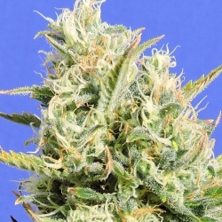 CBD Lemon Aid - Original Sensible seeds