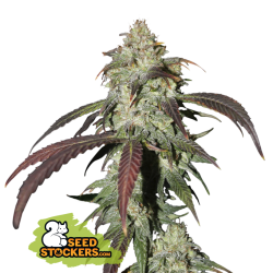 CBD Northern Lights - Seedstockers