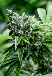 Eden - Super Strains