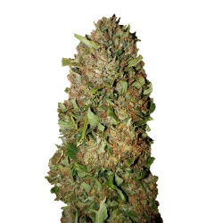 Fruit Cake (0,3/18) - CBD+ Buds
