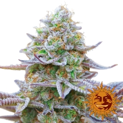 Gorilla Zkittlez - Barney's Farm