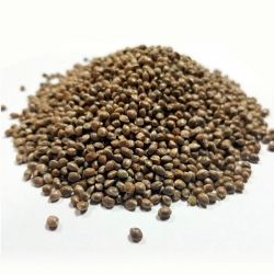 BULK Grand Daddy Purple 100 Samen