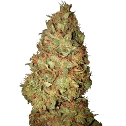 Honig Cookies (0,4/23) - CBD+ Buds