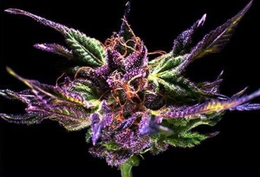 Ken's Original Grand Daddy Purp - Grand Daddy Purp Genetics