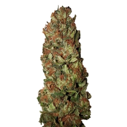 Lemon Pie (0,5/15) - CBD+ Buds