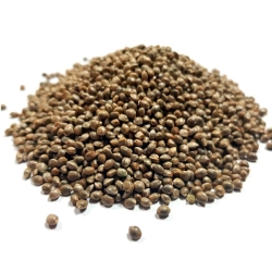 BULK Lemon Skunk Fast 100 Samen