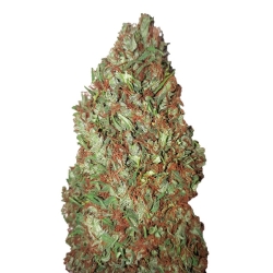 Sour Diesel (0,4/25) - CBD+ Buds
