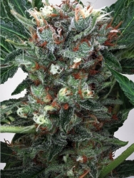 Zensation Gold - Ministry of Cannabis