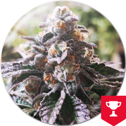 Cookies Purple Punch - Medical Seeds