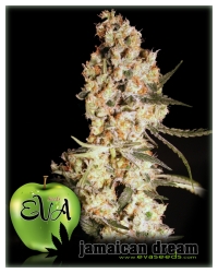 Jamaican Dream - Eva Seeds