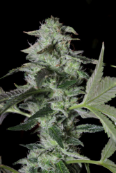 Sherbet Cake - Elev8 Seeds